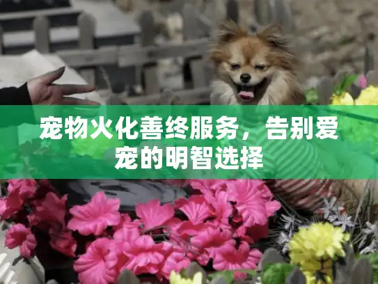 宠物火化善终服务,告别爱宠的明智选择 宠物火化善终服务,告别爱宠的明智选择