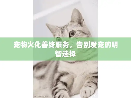 宠物火化善终服务,告别爱宠的明智选择 宠物火化善终服务,告别爱宠的明智选择