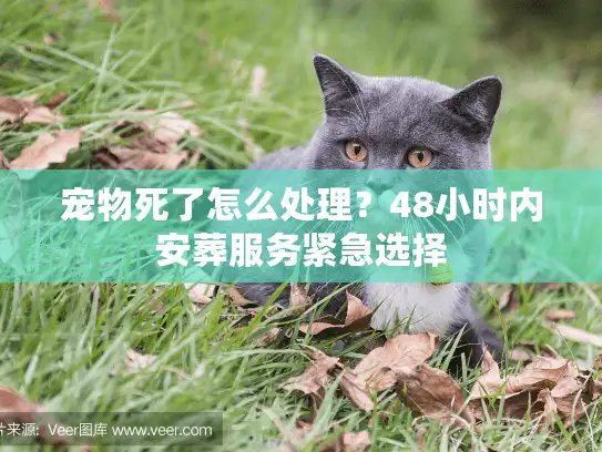宠物死了怎么处理？48小时内安葬服务紧急选择
