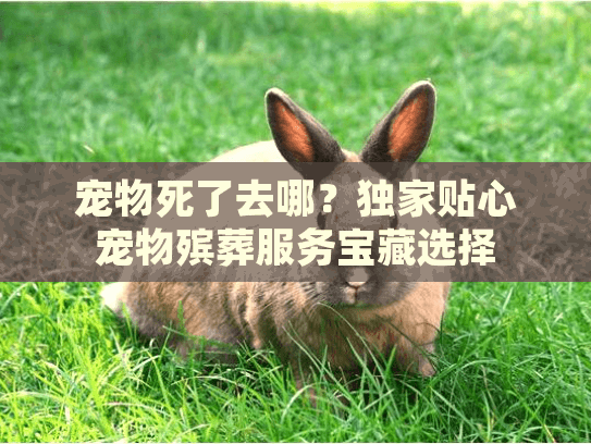 宠物死了去哪？独家贴心宠物殡葬服务宝藏选择