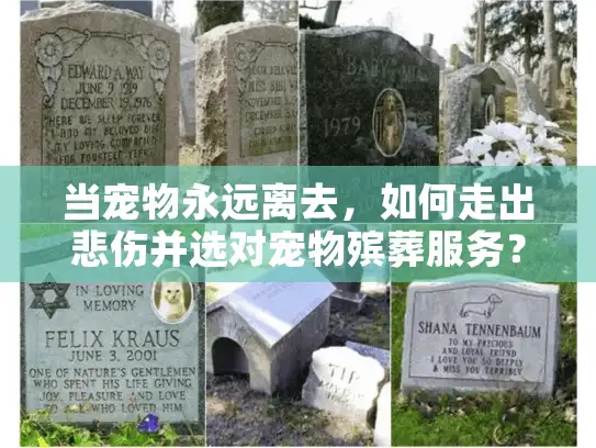 当宠物永远离去，如何走出悲伤并选对宠物殡葬服务？