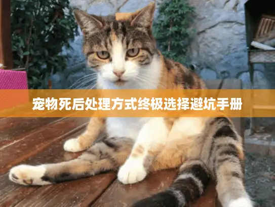 宠物死后处理方式终极选择避坑手册