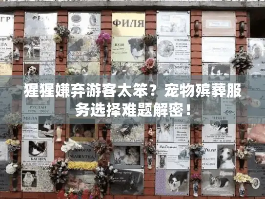 猩猩嫌弃游客太笨？宠物殡葬服务选择难题解密！