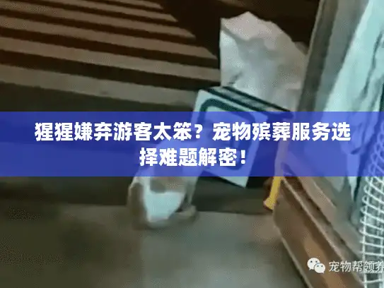 猩猩嫌弃游客太笨？宠物殡葬服务选择难题解密！