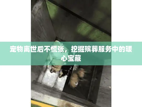 宠物离世后不慌张，挖掘殡葬服务中的暖心宝藏