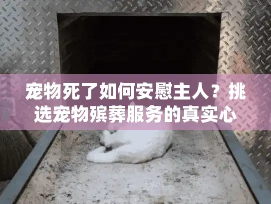 宠物死了如何安慰主人？挑选宠物殡葬服务的真实心得分享