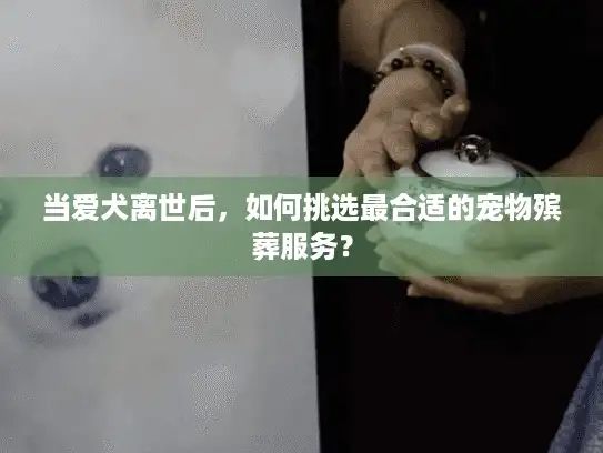 当爱犬离世后,如何挑选最合适的宠物殡葬服务? 当爱犬离世后,如何挑选最合适的宠物殡葬服务?