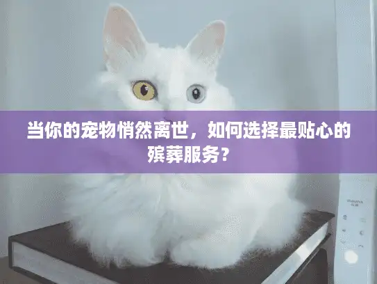 当你的宠物悄然离世，如何选择最贴心的殡葬服务？