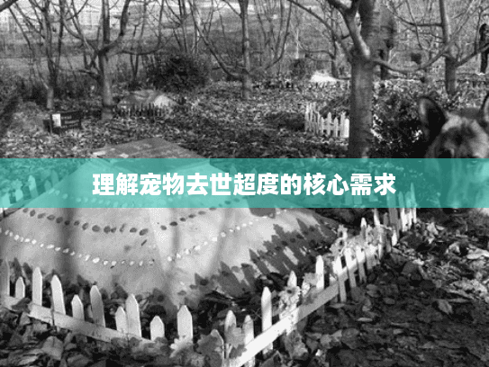 理解宠物去世超度的核心需求