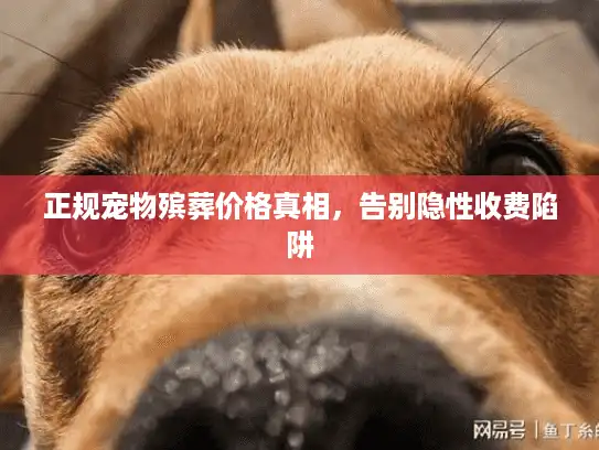 正规宠物殡葬价格真相，告别隐性收费陷阱