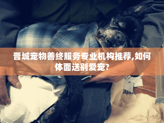 晋城宠物善终服务专业机构推荐,如何体面送别爱宠?