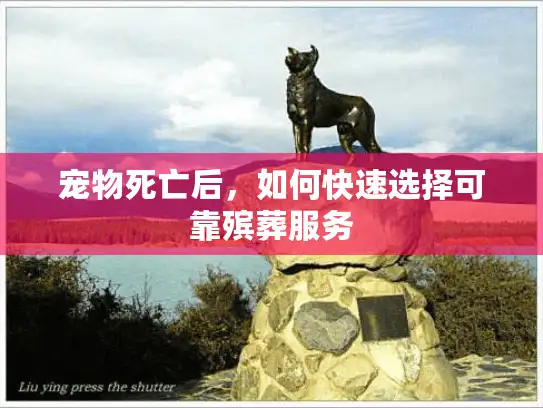 宠物死亡后,如何快速选择可靠殡葬服务 宠物死亡后,如何快速选择可靠殡葬服务