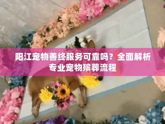 阳江宠物善终服务可靠吗？全面解析专业宠物殡葬流程