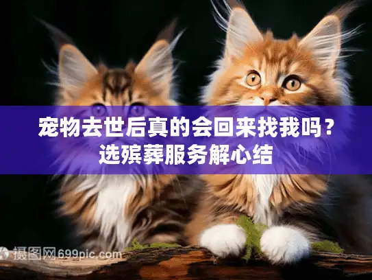 宠物去世后真的会回来找我吗？选殡葬服务解心结