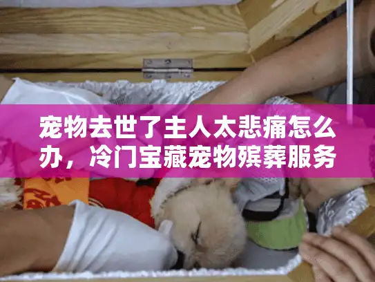 宠物去世了主人太悲痛怎么办,冷门宝藏宠物殡葬服务全解 宠物去世了主人太悲痛怎么办,冷门宝藏宠物殡葬服务全解
