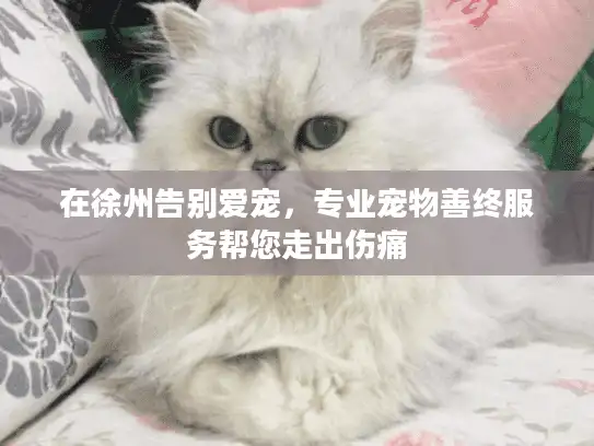 在徐州告别爱宠，专业宠物善终服务帮您走出伤痛