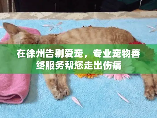 在徐州告别爱宠，专业宠物善终服务帮您走出伤痛