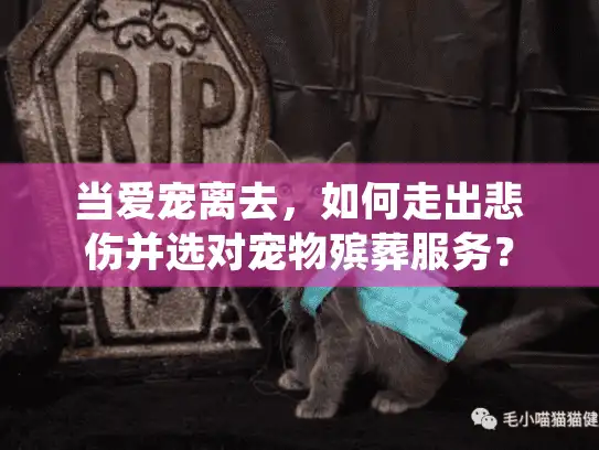 当爱宠离去，如何走出悲伤并选对宠物殡葬服务？