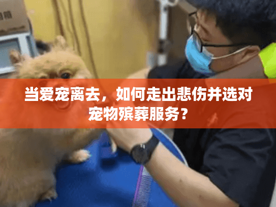 当爱宠离去，如何走出悲伤并选对宠物殡葬服务？