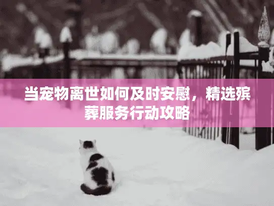 当宠物离世如何及时安慰，精选殡葬服务行动攻略