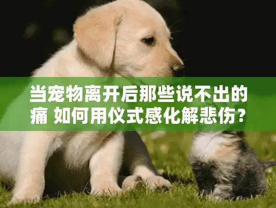 当宠物离开后那些说不出的痛 如何用仪式感化解悲伤? 当宠物离开后那些说不出的痛 如何用仪式感化解悲伤?