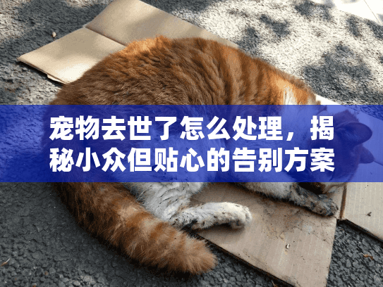宠物去世了怎么处理，揭秘小众但贴心的告别方案