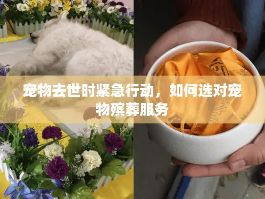宠物去世时紧急行动，如何选对宠物殡葬服务