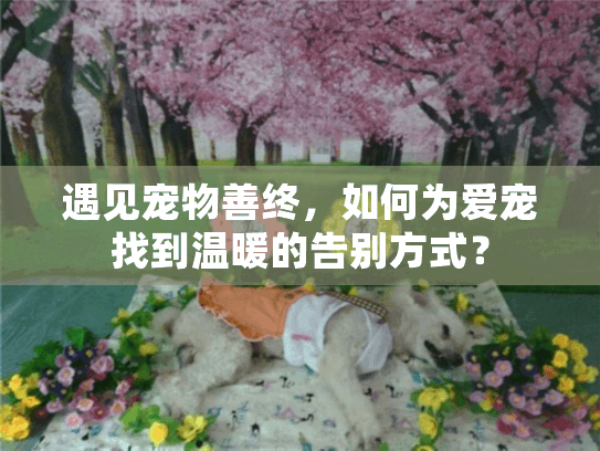 遇见宠物善终，如何为爱宠找到温暖的告别方式？