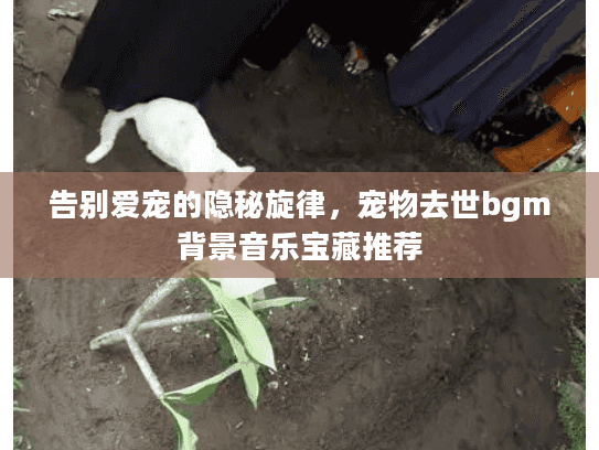告别爱宠的隐秘旋律，宠物去世bgm背景音乐宝藏推荐