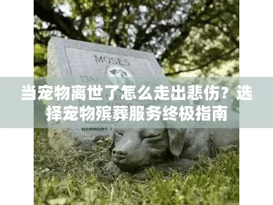 当宠物离世了怎么走出悲伤？选择宠物殡葬服务终极指南