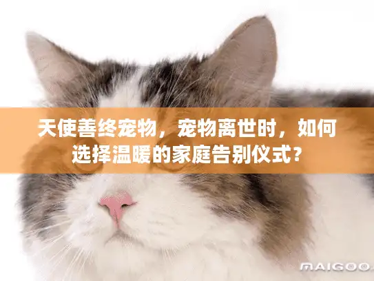 天使善终宠物,宠物离世时,如何选择温暖的家庭告别仪式? 天使善终宠物,宠物离世时,如何选择温暖的家庭告别仪式?