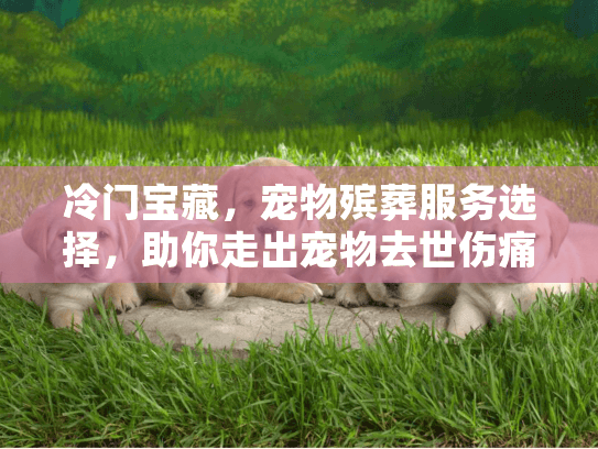 冷门宝藏，宠物殡葬服务选择，助你走出宠物去世伤痛