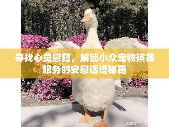 寻找心灵慰藉，解锁小众宠物殡葬服务的安慰话语秘籍