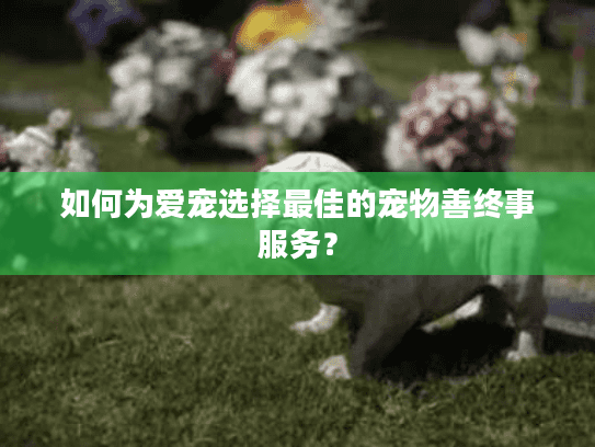 如何为爱宠选择最佳的宠物善终事服务？