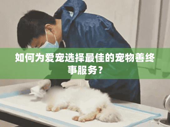 如何为爱宠选择最佳的宠物善终事服务？