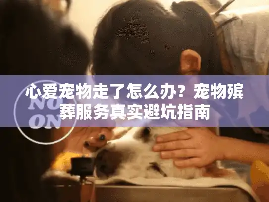 心爱宠物走了怎么办？宠物殡葬服务真实避坑指南