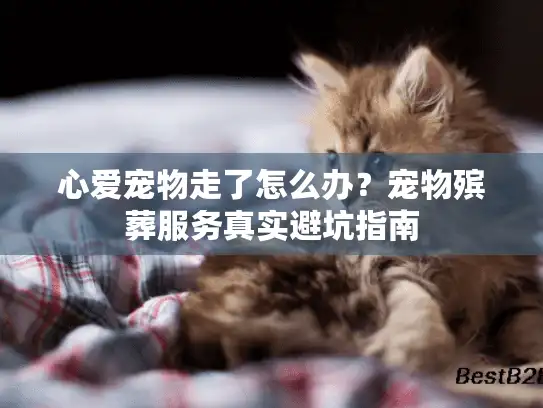 心爱宠物走了怎么办？宠物殡葬服务真实避坑指南
