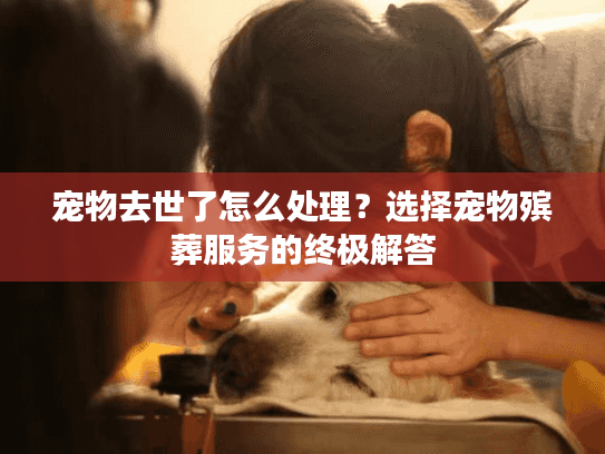 宠物去世了怎么处理?选择宠物殡葬服务的终极解答 宠物去世了怎么处理?选择宠物殡葬服务的终极解答