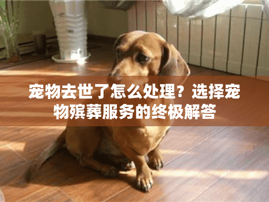 宠物去世了怎么处理?选择宠物殡葬服务的终极解答 宠物去世了怎么处理?选择宠物殡葬服务的终极解答