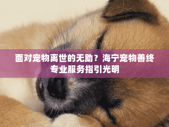 面对宠物离世的无助?海宁宠物善终专业服务指引光明 面对宠物离世的无助?海宁宠物善终专业服务指引光明