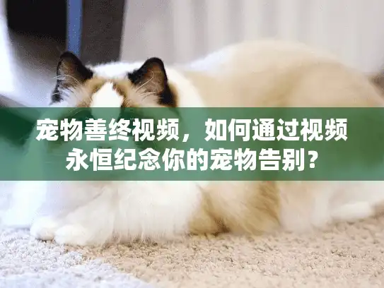 宠物善终视频，如何通过视频永恒纪念你的宠物告别？