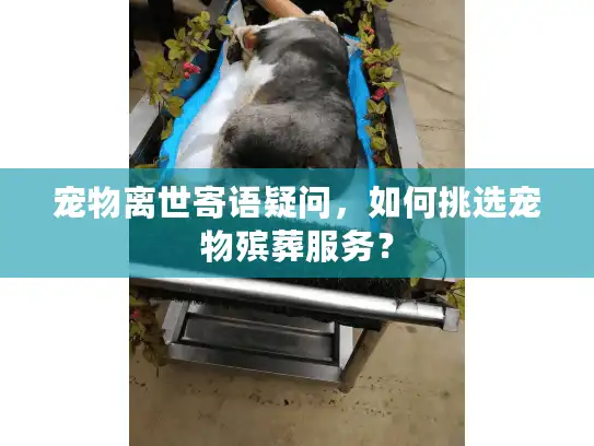 宠物离世寄语疑问，如何挑选宠物殡葬服务？