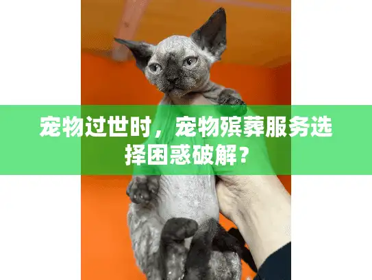 宠物过世时,宠物殡葬服务选择困惑破解? 宠物过世时,宠物殡葬服务选择困惑破解?