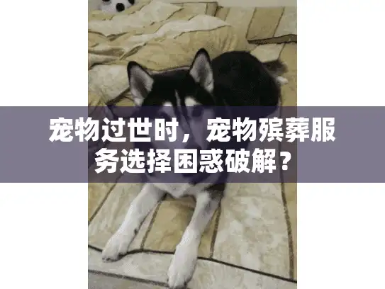 宠物过世时,宠物殡葬服务选择困惑破解? 宠物过世时,宠物殡葬服务选择困惑破解?
