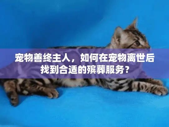 宠物善终主人,如何在宠物离世后找到合适的殡葬服务? 宠物善终主人,如何在宠物离世后找到合适的殡葬服务?