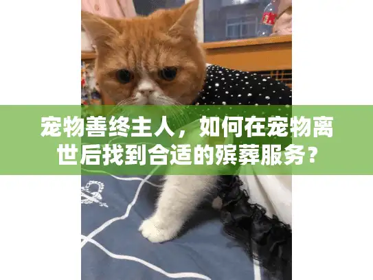 宠物善终主人,如何在宠物离世后找到合适的殡葬服务? 宠物善终主人,如何在宠物离世后找到合适的殡葬服务?
