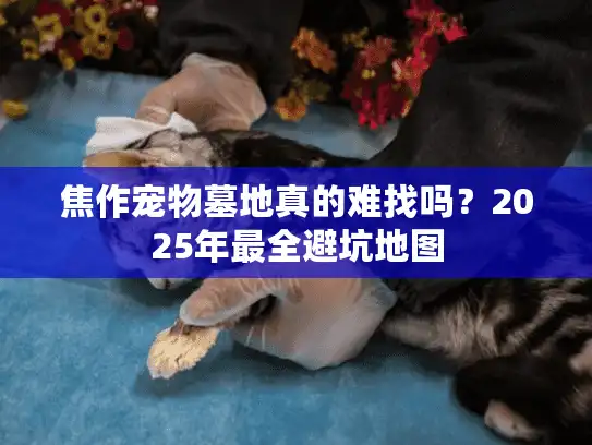 焦作宠物墓地真的难找吗？2025年最全避坑地图