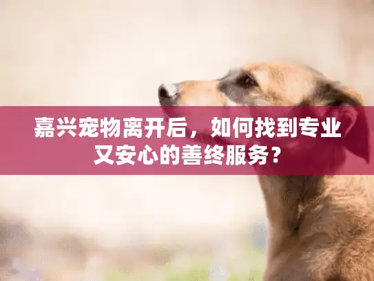 嘉兴宠物离开后，如何找到专业又安心的善终服务？