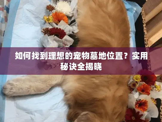 如何找到理想的宠物墓地位置？实用秘诀全揭晓