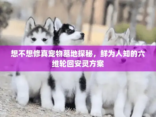 想不想修真宠物墓地探秘,鲜为人知的六维轮回安灵方案 想不想修真宠物墓地探秘,鲜为人知的六维轮回安灵方案